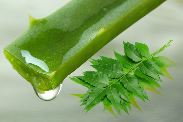 Neem and Aloe Vera