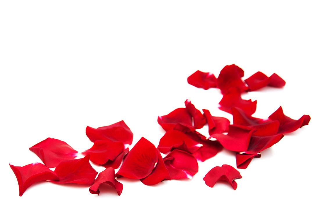 How To Use Rose Petals For Hair & Benefits 365