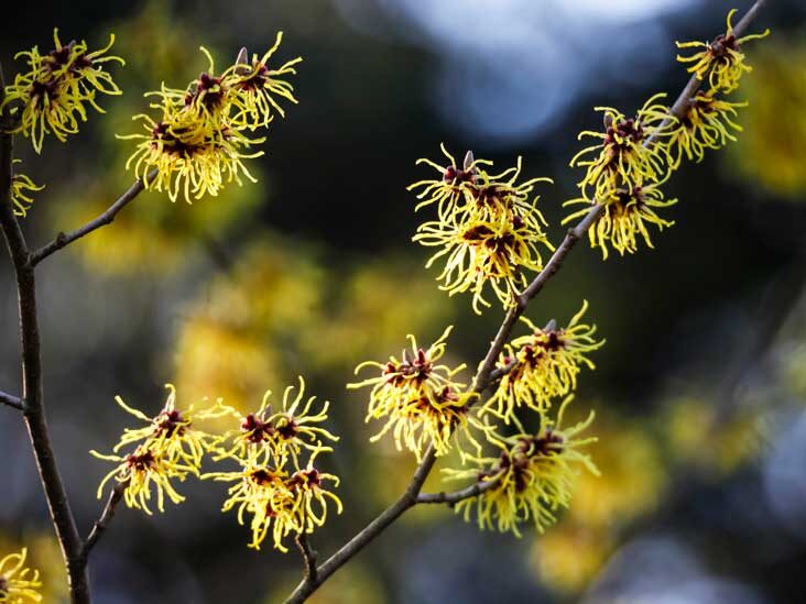 witch hazel face toner