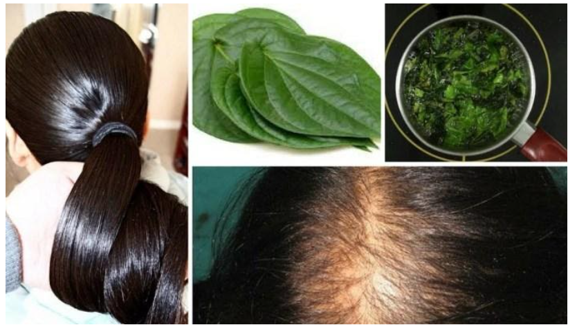 betel leaf for hair