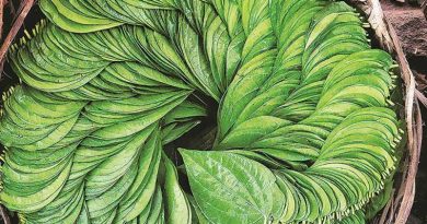 betel leaf for hair