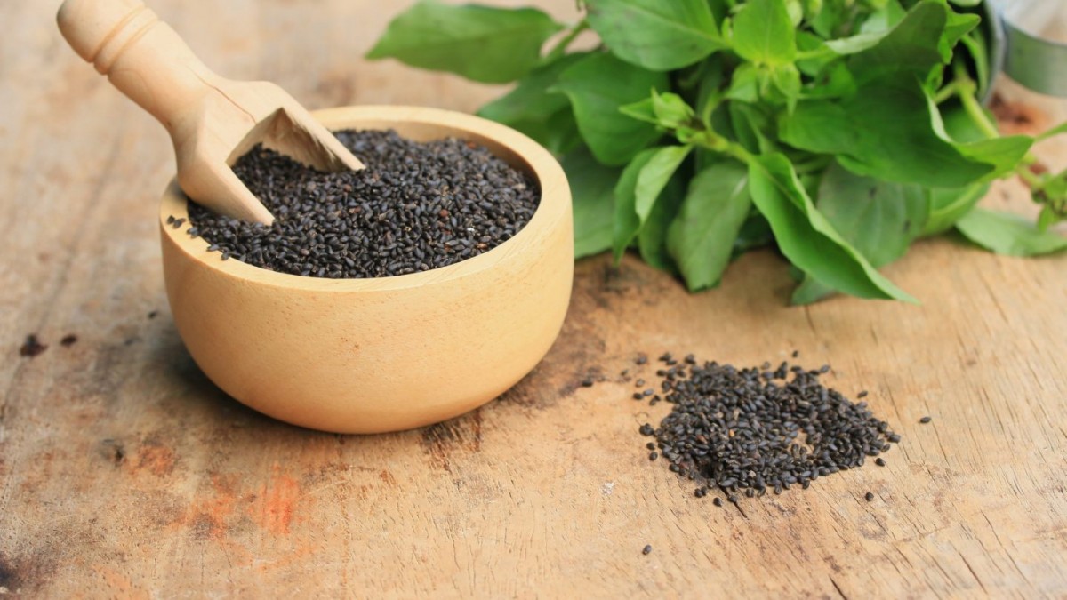 (Basil) Sabja Seeds Side Effects and Benefits